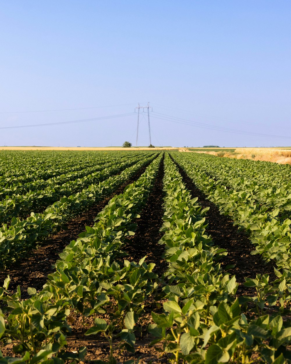 Campo de multiplicação e produção de sementes